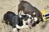 Additional photos: English bulldog puppies