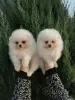 Additional photos: Pomeranian Spitz