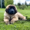 Photo №1. leonberger - for sale in the city of Vantaa | 581$ | Announcement № 121007