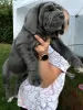 Photo №1. neapolitan mastiff - for sale in the city of Eindhoven | 454$ | Announcement № 46198