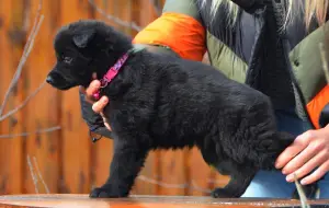 Photo №3. black long-haired German shepherd from 19.11, KSU / FCI. Ukraine