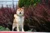 Additional photos: Shiba Inu puppies from BCU/FCI kennel