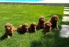 Photo №3. Toy Poodle, puppies of the highest quality. Serbia