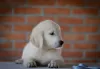 Additional photos: golden retriever puppies