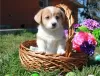 Photo №1. welsh corgi - for sale in the city of Bennäs | Is free | Announcement № 127896