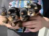 Additional photos: Yorkshire terrier puppies