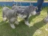 Additional photos: Miniature schnauzer - pepper salt