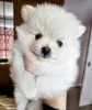 Photo №2 to announcement № 112164 for the sale of pomeranian - buy in United States 