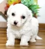 Photo №3. Bichon Frise. Italy