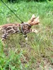 Additional photos: Bengal kittens for sale