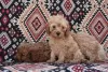 Photo №4. I will sell poodle (toy) in the city of Żabalj. breeder - price - negotiated