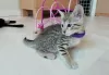 Photo №1. savannah cat - for sale in the city of Аугсбург | 329$ | Announcement № 128576