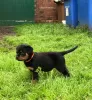 Photo №2 to announcement № 99359 for the sale of rottweiler - buy in Germany private announcement