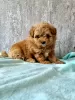 Photo №1. non-pedigree dogs - for sale in the city of Vilnius | 1456$ | Announcement № 24378