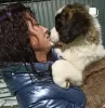 Photo №3. Pedigree St. Bernard puppies for sale. Russian Federation