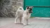 Photo №4. I will sell american akita in the city of Zaporizhia. private announcement - price - 600$