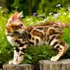 Photo №4. I will sell bengal cat in the city of Lasino.  - price - negotiated