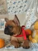 Photo №1. french bulldog - for sale in the city of Zaporizhia | 427$ | Announcement № 8962