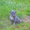 Additional photos: ambulli puppies