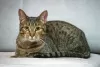 Photo №3. Cat Capitalina is looking for a home. Russian Federation