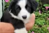 Photo №2 to announcement № 128836 for the sale of australian shepherd - buy in Finland breeder