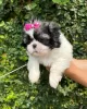 Photo №2 to announcement № 100081 for the sale of shih tzu - buy in Netherlands breeder