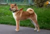 Photo №1. shiba inu - for sale in the city of Москва | 616$ | Announcement № 19562