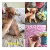 Additional photos: Chihuahua puppies for sale