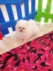 Additional photos: Pomeranian Spitz. We offer to buy in Georgia.