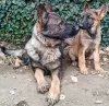 Additional photos: German Shepherd puppies