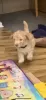 Additional photos: Australian Labradoodle