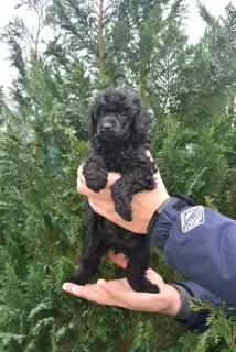 Photo №4. I will sell poodle (dwarf) in the city of Minsk. from nursery - price - Negotiated