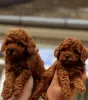 Photo №4. I will sell poodle (dwarf) in the city of Werbass.  - price - negotiated