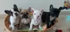 Photo №1. french bulldog - for sale in the city of Berlin | 380$ | Announcement № 128254