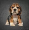 Photo №1. beagle - for sale in the city of Minsk | 320$ | Announcement № 30673