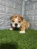 Photo №2 to announcement № 114655 for the sale of english bulldog - buy in Serbia breeder