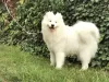 Additional photos: White Siberian Samoyed Kennel