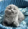 Photo №1. scottish fold - for sale in the city of Пршибрам | 15000$ | Announcement № 75130