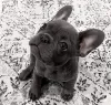 Photo №1. french bulldog - for sale in the city of Manzini | negotiated | Announcement № 95679