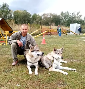 Additional photos: Czechoslovakian wolfdog puppies