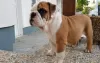 Photo №2 to announcement № 103480 for the sale of english bulldog - buy in Germany 