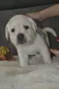 Additional photos: Labrador Retriever