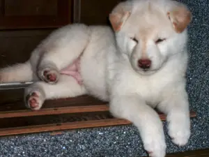 Photo №1. shiba inu - for sale in the city of Baranovichi | 676$ | Announcement № 3762