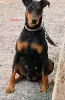 Photo №3. Doberman puppies for sale. Uzbekistan