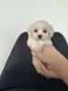 Additional photos: Maltese puppies