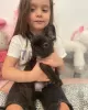 Photo №2 to announcement № 128240 for the sale of french bulldog - buy in Germany private announcement