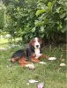 Photo №3. Serbian Tricolor Hound. Poland