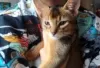 Photo №3. Abyssinian kittens for sale. Finland