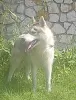 Photo №1. siberian husky - for sale in the city of Voronezh | 675$ | Announcement № 11610