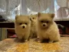 Photo №2 to announcement № 30092 for the sale of pomeranian - buy in Netherlands private announcement